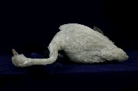 鵠藏品圖，第5張